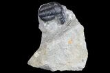 Detailed Gerastos Trilobite Fossil - Morocco #145762-5